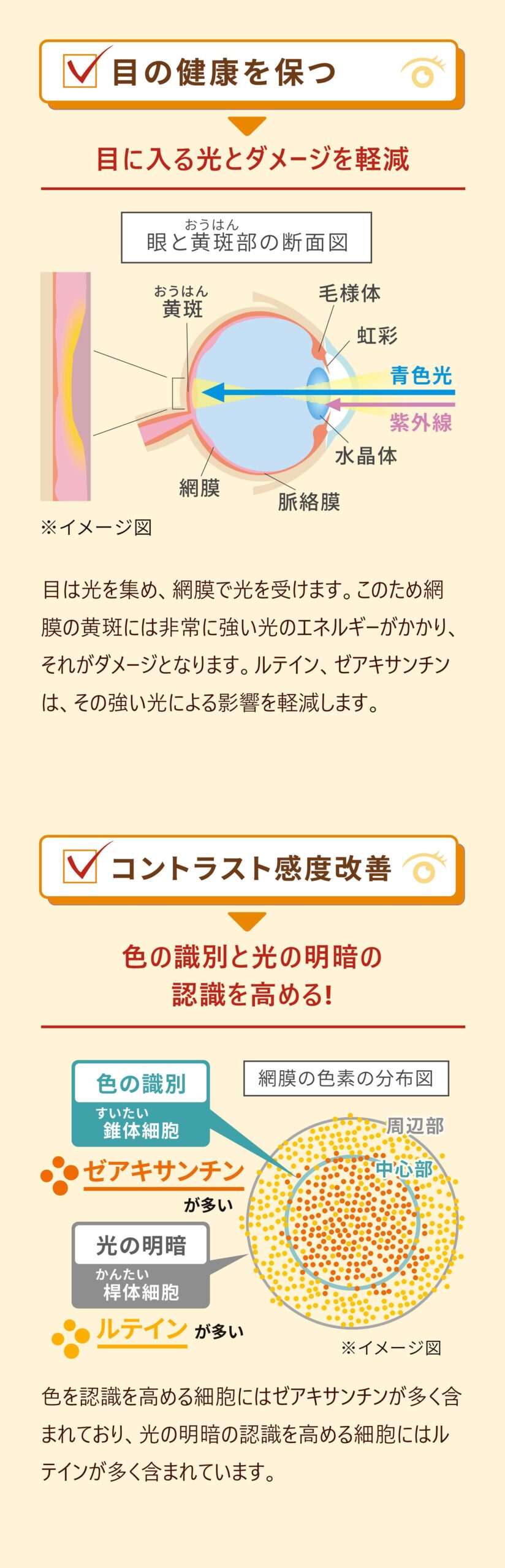 ・眼の健康を保つ
目に入る光とダメージを軽減

目は光を集め、網膜で光を受けます。このため網膜の黄斑には非常に強い光のエネルギーがかかり、それがダメージとなります。ルテイン、ゼアキサンチンは、その強い光による影響を軽減します。

・コントラスト感度改善
色の識別と光の明暗の認識を高める!

色を認識を高める細胞にはゼアキサンチンが多く含まれており、光の明暗の認識を高める細胞にはルテインが多く含まれています。